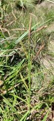 Carex camposii