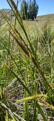Carex camposii