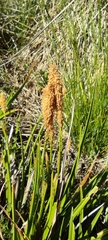 Carex camposii