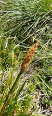 Carex camposii