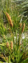 Carex camposii