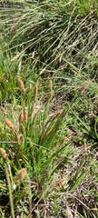 Carex camposii
