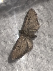 Eupithecia intricata