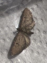 Eupithecia intricata