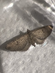 Eupithecia intricata