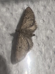 Eupithecia intricata