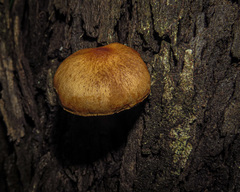 Crepidotus eucalyptorum