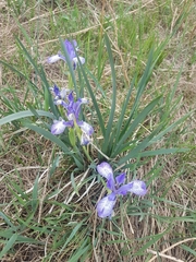 Iris lactea