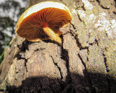 Crepidotus eucalyptorum