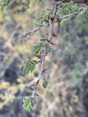 Mimosa aculeaticarpa biuncifera
