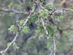 Mimosa aculeaticarpa biuncifera