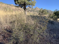 Mimosa aculeaticarpa biuncifera