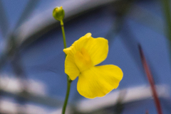 Utricularia striata