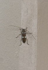 Eburia clara