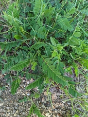 Astragalus cicer