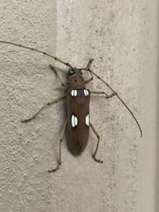 Eburia clara