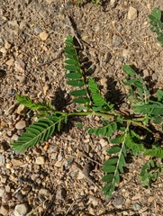 Astragalus cicer