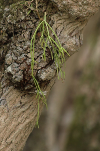 Mistletoe Cactus