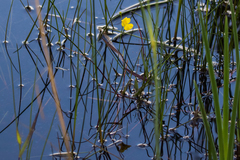 Utricularia striata