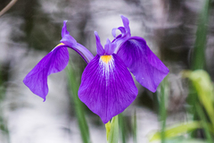 Iris tridentata