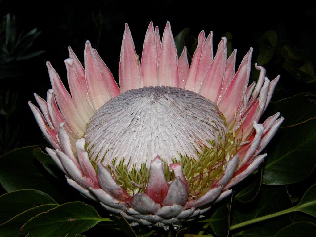 Protea sect. Protea