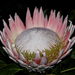 Protea Sect. Protea - Photo (c) Rafael Medina, some rights reserved (CC BY)
