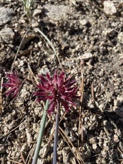 Allium monticola