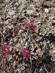 Allium monticola
