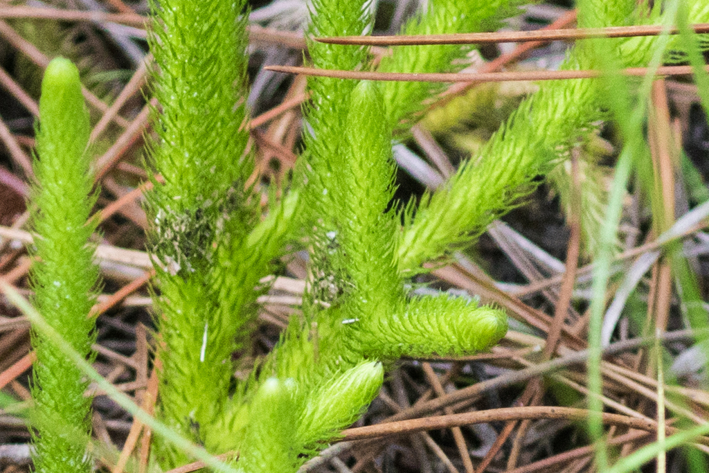 Club Mosses Phylum