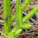 Foxtail Bog Clubmoss - Photo (c) BJ Stacey, some rights reserved (CC BY-NC), uploaded by BJ Stacey