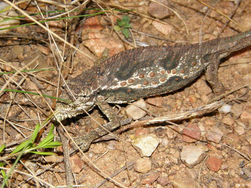 Bradypodion gutturale