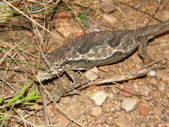 Bradypodion gutturale