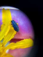 Buprestinae