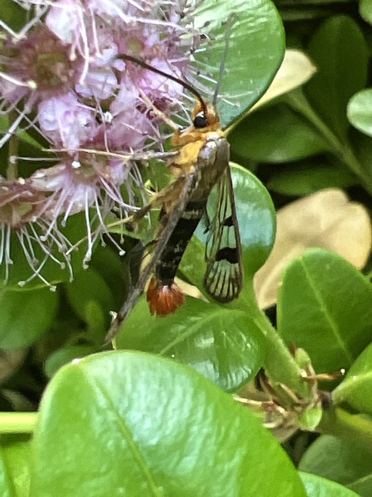 Maple Callus Borer Moth