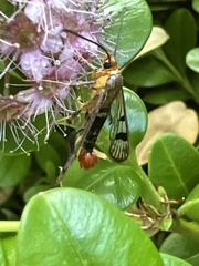 Maple Callus Borer Moth