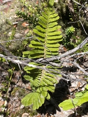 Polypodium pellucidum
