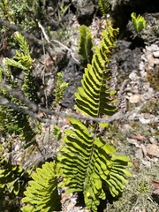 Polypodium pellucidum