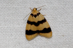 Heliosia perichares