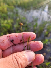 Carex chordorrhiza