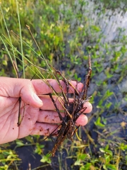 Carex chordorrhiza