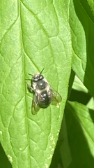 Anthophora terminalis