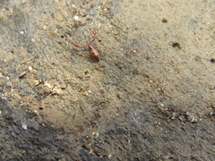 Halobisium occidentale