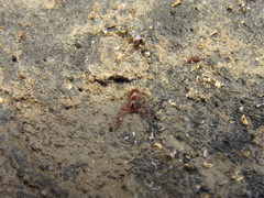 Halobisium occidentale