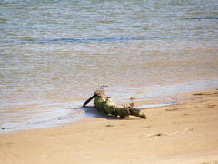 Megaceryle maxima maxima