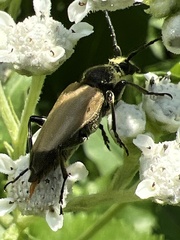 Trigonarthris subpubescens