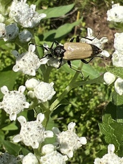 Trigonarthris subpubescens