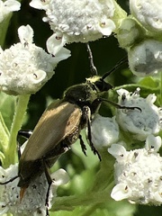 Trigonarthris subpubescens