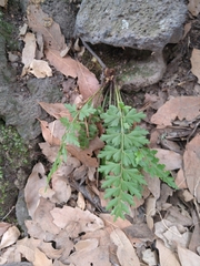Asplenium praemorsum
