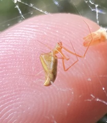 Neospintharus trigonum