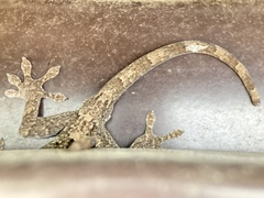 Gekko japonicus